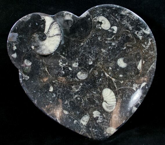 Heart Shaped Fossil Goniatite Dish #10643